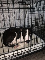 Mixed Pit for sale -6 months old