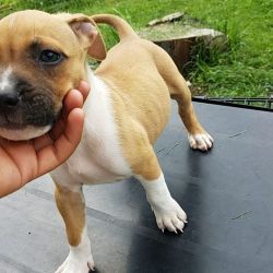 American stafford mix pit bull terrier