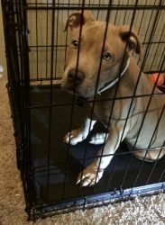 Lovely Blue Fawn Pitbull Needs a New Home