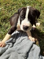 6 week old male pitbull puppy