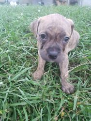 ⁷wk old Pit Bull Puppies for sale all brindle males