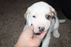 Brindle blue eye American staffordshire terrier puppies
