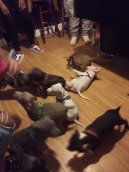AMERICAN STAFFORDSHIRE TERRIERS READY TO BE REHOMEDB