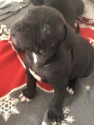 baby american staffordshire for sale