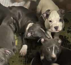 Bullies and American Staffordshire Terrier