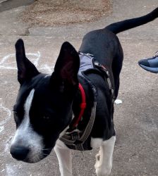 American staffordshire terrier/ Husky mix