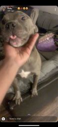 Pure bred blue nose pit for loving home