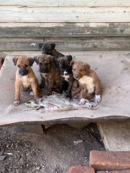 Stagxwolfhound pups