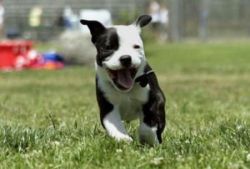 Free American Stafford Puppies For Adoption
