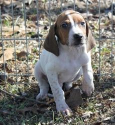 American Saghound puppies for sale