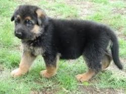 American Alsatian puppies for sale