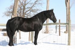 Registered Friesian Heritage mare