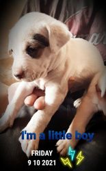 7 puppies available with a small rehoming fee
