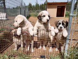 Exceptional Livestock Guardian Puppies