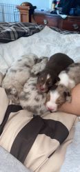 Akc Australian shepherd puppies