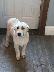 Great Pyrenees Anatolian puppies for sale