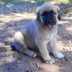 Anatolian Shepherd Puppies For Sale