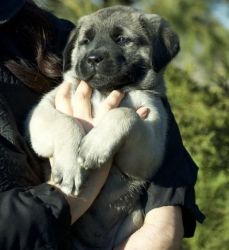Handsome Anatolian Shepherd Puppies