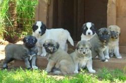 Anatolian Sheperd Puppies