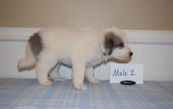 Healthy Anatolian Shepherd pups for lovely homes