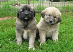 Cute Anatolian Shepherd pups for sale