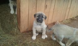 AKC Anatolian Shepherd puppies for sale
