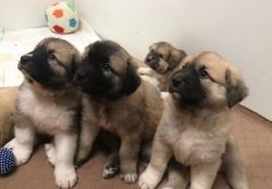 Anatolian Shepherd puppies available for sale