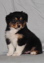 Beautiful Aussie puppies for good homes