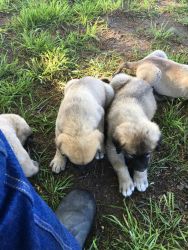 Anatolian Shepherd Puppies for Sale