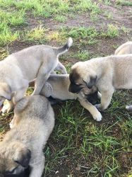 Anatolian Shepherd Puppies for Sales!!!!