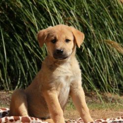 Anatolian Shepherd Puppies For Sale
