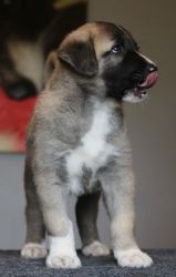 3 male and female Anatolian puppies For Sale