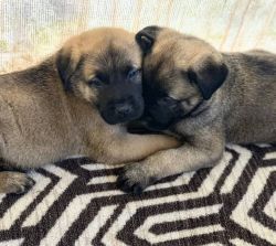 100% Pure Bred Kangal (Male) Puppy - $2000 (Cleveland, Texas)