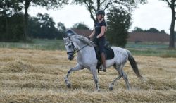 Cute, good moving Andalusian gelding!