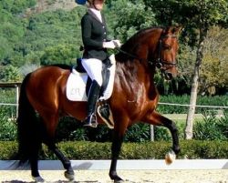 6 Yrs Old Andalusian Horse For Sale
