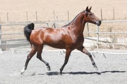 Great Andalusian Gelding and Mare Horse