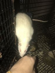 Pet rat needs a good home