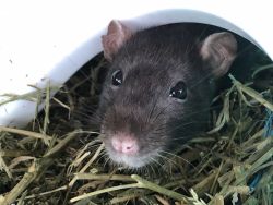 Rat female trained 6 mths old