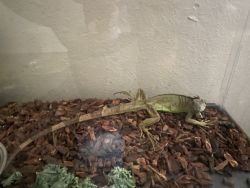Iguana in need of a new home