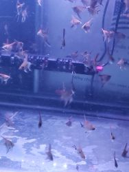 Live assorted juvenile Angelfish. Nickles quater size for fish tank