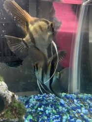 FREE angel fish comes with everything needed
