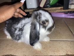 Beautiful baby rabbit for sell