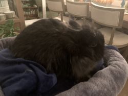 Mini angora rabbit in need of a home