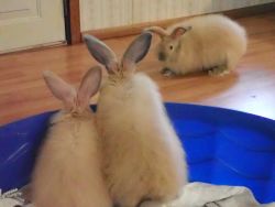 French Angora Rabbits for sale