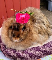 Satin Angora rabbit for sale, Choc. Agouti, 4 1/2 yrs, Great wooler