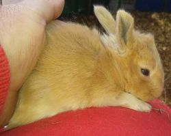 French and English Angora Rabbits for sale