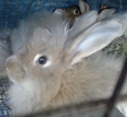 Angora pet rabbits (English/French cross)