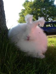 beautiful and rare pure-bred 3 y/o german angora doe for sale! comes w
