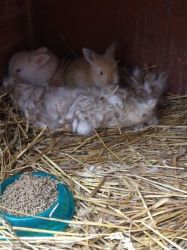 English Angora Rabbits for sale