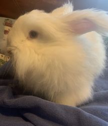 Angora rabbit for sale